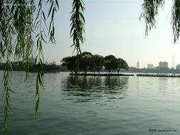 山东1天下了4516个“大明湖”