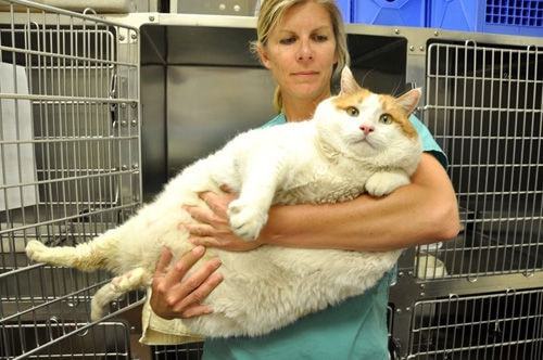 胖猫事件90多吨外卖食物被浪费