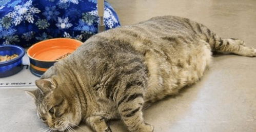 胖猫事件90多吨外卖食物被浪费