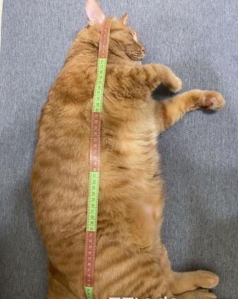 “胖猫”妈妈回应90多吨食物被浪费