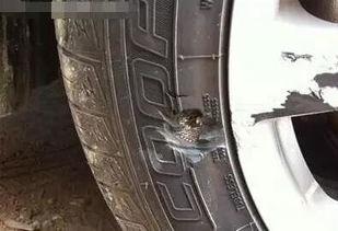 汽车补轮胎需要多少钱 汽车补轮胎需要多少钱