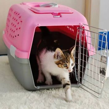 猫托运汽车多少钱