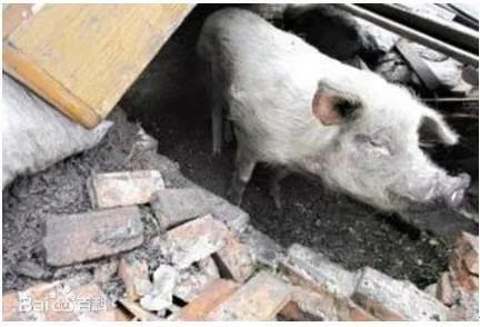 肥猪能不能别来挤地铁啊