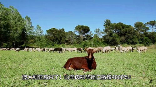 澳大利亚扩大对华羊肉出口