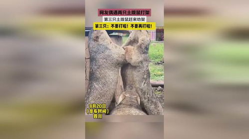 网友自驾游偶遇土拨鼠打架