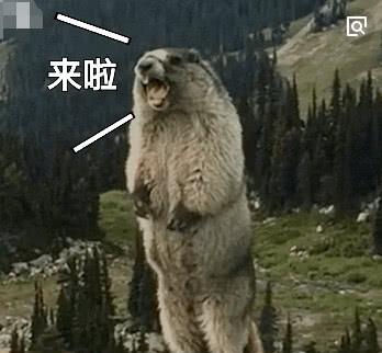 网友自驾游偶遇土拨鼠打架