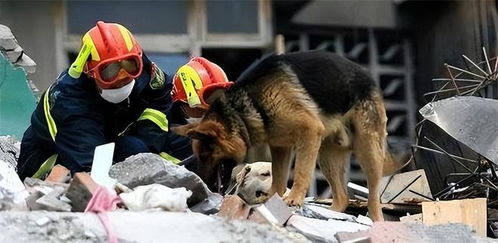 汶川地震67只搜救犬已全部离世 汶川地震67只搜救犬已全部离世