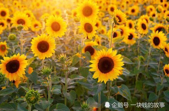 人类的本质是向日葵