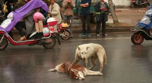 狗狗躺马路不起 同伴集体守护 狗狗躺马路不起 同伴集体守护