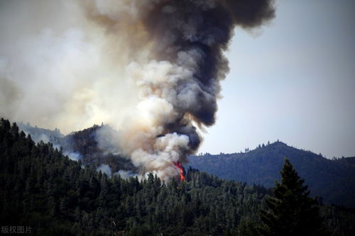 美国加州50多只鸟空中突然爆炸