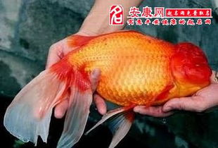杭州有自己的梦核金鱼