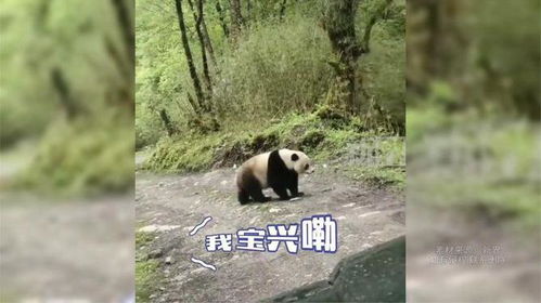 男子遇野生大熊猫一开始以为是猪(男子偶遇野生大熊猫,初以为是猪) 男子遇野生大熊猫一开始以为是猪(男子偶遇野生大熊猫,初以为是猪)