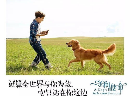 小狗外卖员 使命必达(小狗外卖员，使命必达的无畏精神)