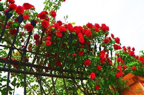 汽车月季花树多少钱一颗(汽车月季花树的价格与选购指南)