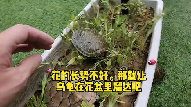 “死去”乌龟埋进花盆2个月后复活(死去复生的乌龟，埋进花盆后的奇迹)