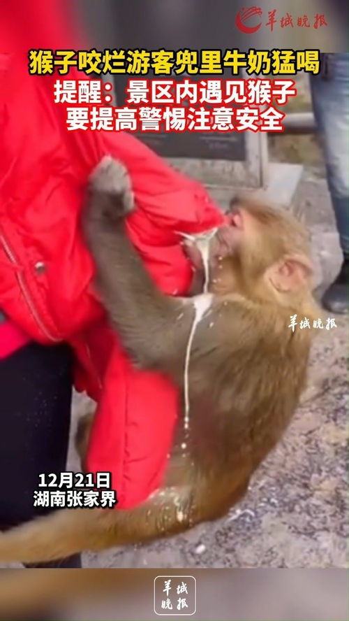 起猛了 皮筋猴男团真出道了(起猛了！皮筋猴男团真出道了)