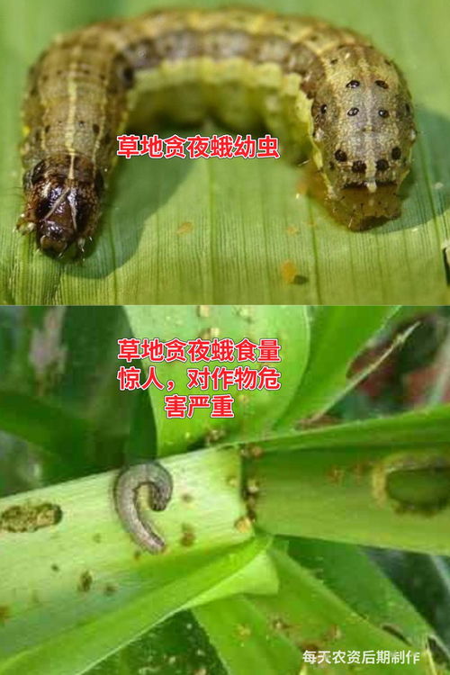 这类虫子出没高峰期咬一口或致命(警惕高峰期的致命虫害，一类虫子的威胁与防范策略)