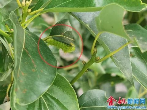 这类虫子出没高峰期咬一口或致命(警惕高峰期的致命虫害，一类虫子的威胁与防范策略)