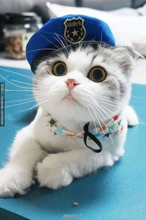华为电脑猫咪壁纸怎么换(华为电脑更换猫咪壁纸的详细步骤)