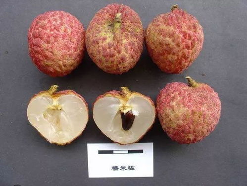柬埔寨公主深圳摘荔枝：最爱糯米糍(柬埔寨公主深圳摘荔枝，最爱糯米糍)