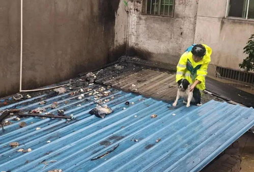 狗狗被困洪水不要救援 只等主人来接(狗狗坚守信念，静待主人归)