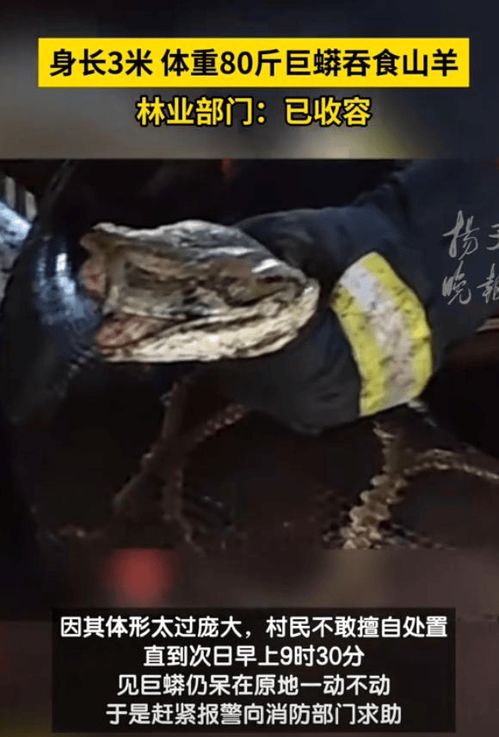 广东一农场惊现巨蟒吞羊(广东一农场惊现巨蟒吞羊，生态失衡的警钟长鸣)