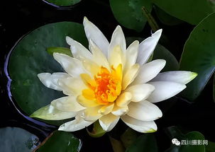 莲花怎么拍华为手机