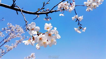 华为手机怎么玩樱花