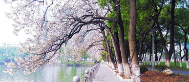 华为手机怎么拍摄花树 华为手机怎么拍摄花树