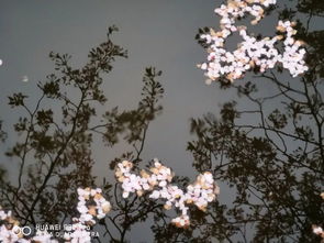 华为手机怎么拍樱花