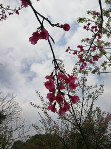 华为手机怎么拍摄樱花