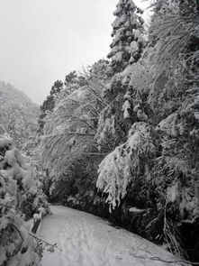 华为手机雪景怎么拍 华为手机雪景怎么拍