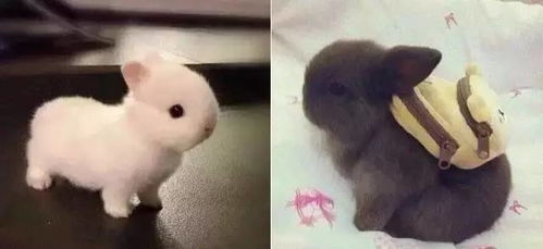 华为手机怎么画面视频