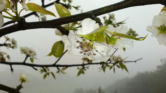 华为手机怎么雨中拍花