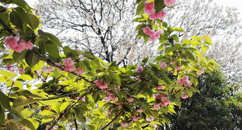 怎么拍樱花华为手机
