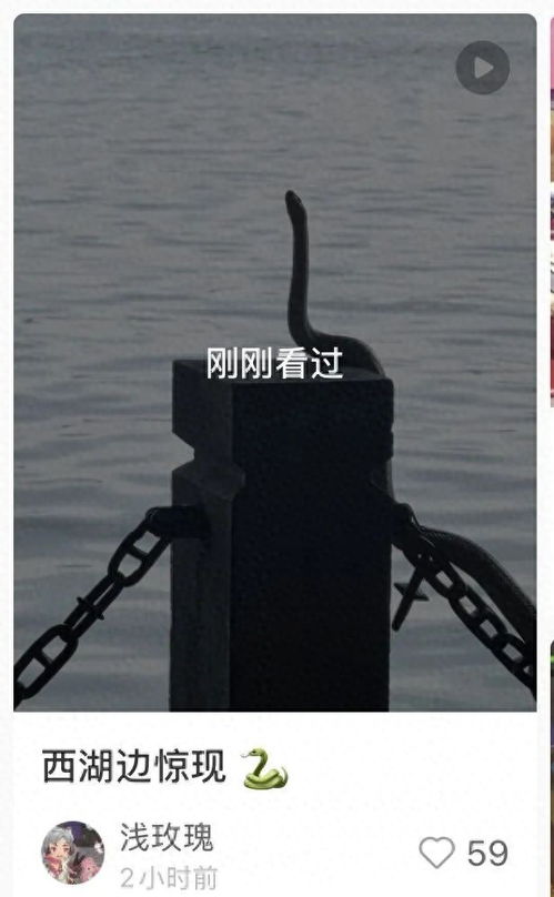 西湖边一条“青蛇”被围观