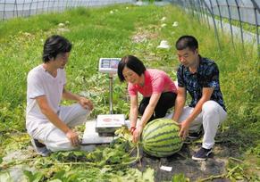 农场现“双胞胎”连体西瓜 重达14斤