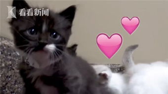 上海虹桥站众人砸墙救小奶猫