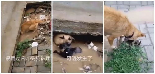 暴雨过后狗妈妈叼狗崽向主人求救