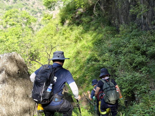 景区山上突然掉下几头牛 目击者发声
