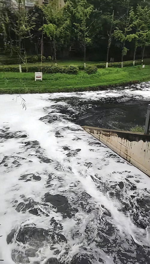 河南一河道漂浮白色泡沫 当地回应
