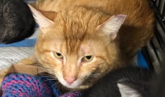 小猫游戏橘猫游戏攻略 VS 游戏搬运攻略 小猫游戏橘猫游戏攻略 VS 游戏搬运攻略