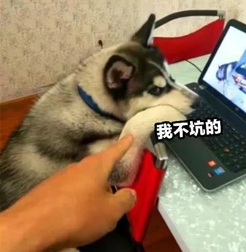 抖音游戏加油游戏攻略 VS 哈士奇回家游戏攻略