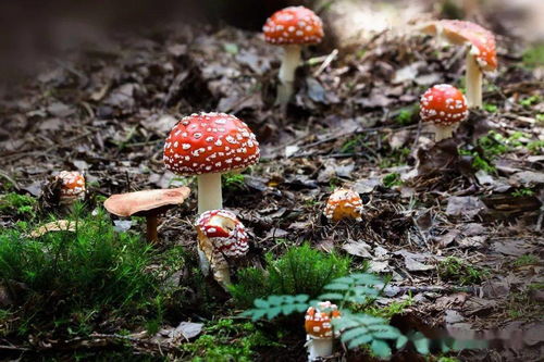 老人误食毒蘑菇致幻在家放声高歌