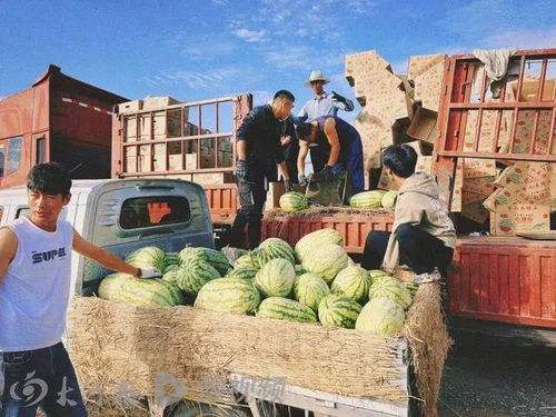 宁夏辟谣“硒砂瓜滞销烂市”