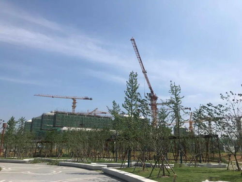 博主热熔拼豆致小猫中毒离世