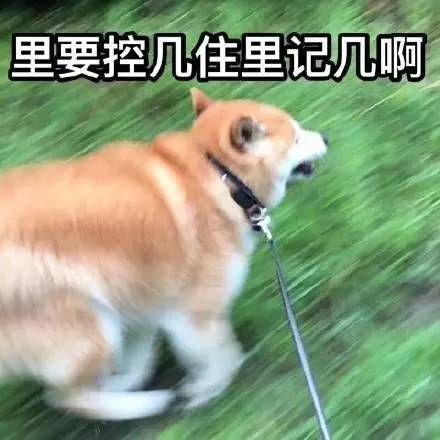 暴雨来临前狗狗主动给玉米盖防水布