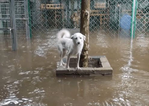 洪水退去 狗狗踱步守候房子