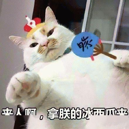 盒马猫咪抱冬瓜宣传图被吐槽照骗