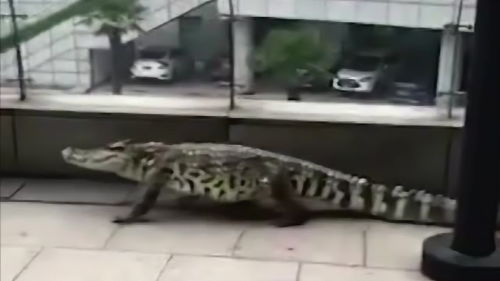 广东闹市区惊现巨蜥